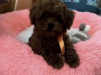 Yavru Ve Sağlıklı Toy Poodle