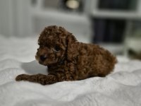 Toy poodle yavrular