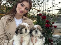 Çok Bebiş Shih-Tzu Yavrular