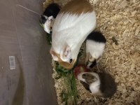Ginepig Yavrusu