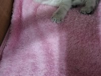 Scottish fold yavru kedimiz için ulaşınız