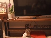Scottish Fold Sırrı Bey