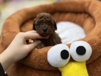 Toy Poodle bebekler orijinal ırk garantili