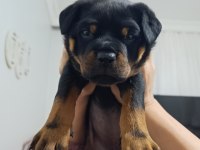 Rottweiler Yavruları