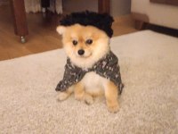 Ukrayna Safkan Pomeranian