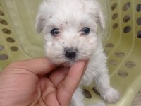Minyatür boy maltese yavrular