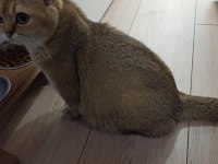 Scottish Fold Gold