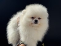 Petmode köpek çifrliğinden tea cup pomeranian