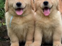 Golden Retriever Yavrular Canlı Görerek Alabilirsiniz