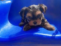 Bakmadan geçme sıfır beden yorkshire terrier