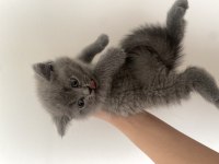British shorthair yavrularımız yeni yuvasını arıyor