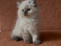 Chocolate point tatlı scottish straight prenses