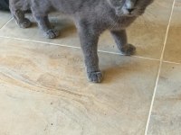 Uysal ve Oyuncu Scottish Fold