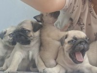 Dişi Erkek Pug Mops