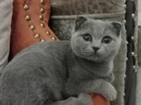3 aylık dişi scottish fold kediler