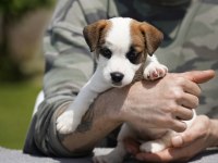 FCI şecereli safkan jack russell terrier yavru