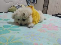 Pomeranian dişi yavrumuz