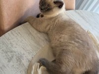 Çok güzel british shorthair yavrular