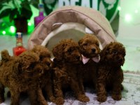 Ev Üretimi TOY POODLE YAVRULARIMIZ