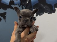 Safkan Egzotik French Bulldog Yavrularımız 45 Günlük