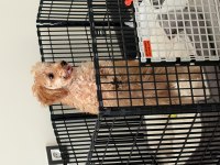 Toy Poodle Köpeği