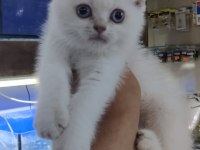 British shorthair blue point