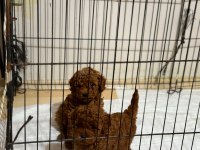 Kore Kan Toy Poodle