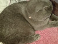 Scottish fold 10 aylık erkek