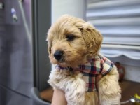 3 aylık erkek maltipoo