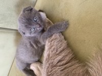 Muhteşem bebeklerimiz british shorthair