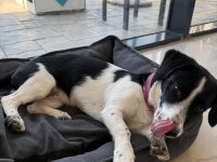 JACK RUSSELL - BORDER COLLIE KIRMASI ZEKİ YAVRU DİŞİ