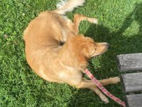 golden retriever bebek