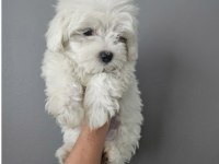 Maltese Terrier O Numara