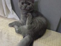 Dişi 4.5 aylık british shorthair