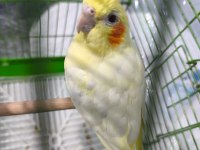 SULTAN PAPAGANI 6 AYLIK ERKEK