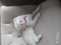 Scottish Fold 8 aylık