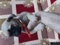 60 günlük pug yavrular