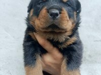 Aşıları tam rottweiler yavrular erkek ve dişi