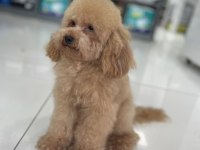 23 cm toy poodle erkek 2 yaşında