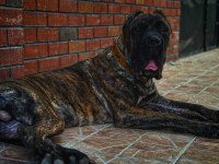 Yaşını doldurmamış erkek cane corso