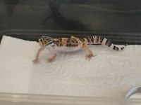 Gecko beyaz ve leopar desenli