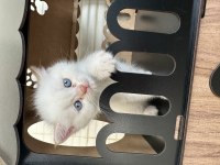 Yellow point british shorthair mavi gözlü erkek