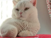 Kar beyaz british shorthair böyle güzellik yok