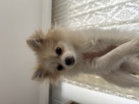 Akıllı ve oyuncu köpeğim yeni yuvasını arıyor