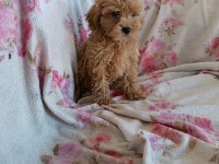 Dişi poodle toy