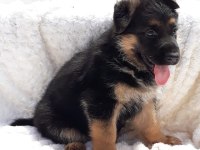 ALMAN ÇOBAN KÖPEĞİ YAVRULARI