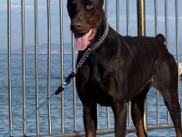 Fcı şecereli kızanı yakın 22 aylık doberman