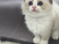 Ragdoll Yavru Kediler