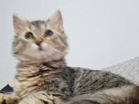 NORVEÇ ORMAN KEDİSİ
