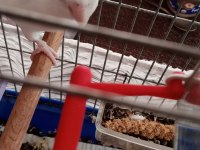Albino kırmızı göz dişi forpus